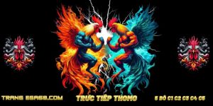 Kết Luận Đá Gà Truyền Thống Ega68 