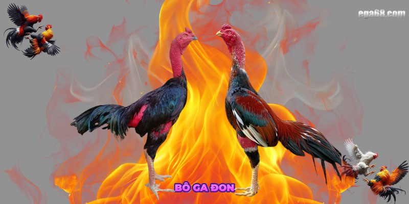 Ưu Điểm Vượt Trội Của Gà Đòn Tại Ega68