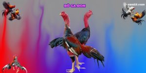 Nguồn Giống Thuần Chủng, Chất Lượng Cao