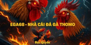 Đá Gà Thomo Là Gì
