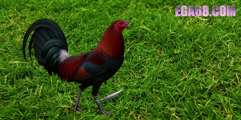 Khác Biệt Giữa Đá Gà Cựa Dao Và Các Hình Thức Khác