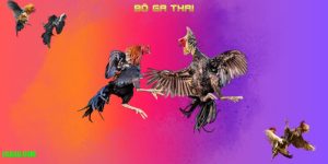 Đá Gà Cựa Dao