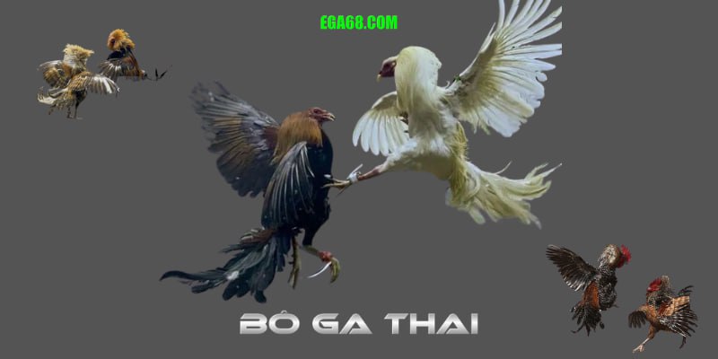 Kỹ Thuật Huấn Luyện Gà Đá Cựa Dao